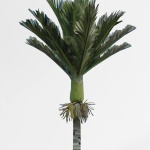 Nikau