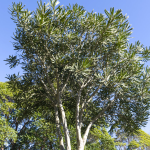lancewood image