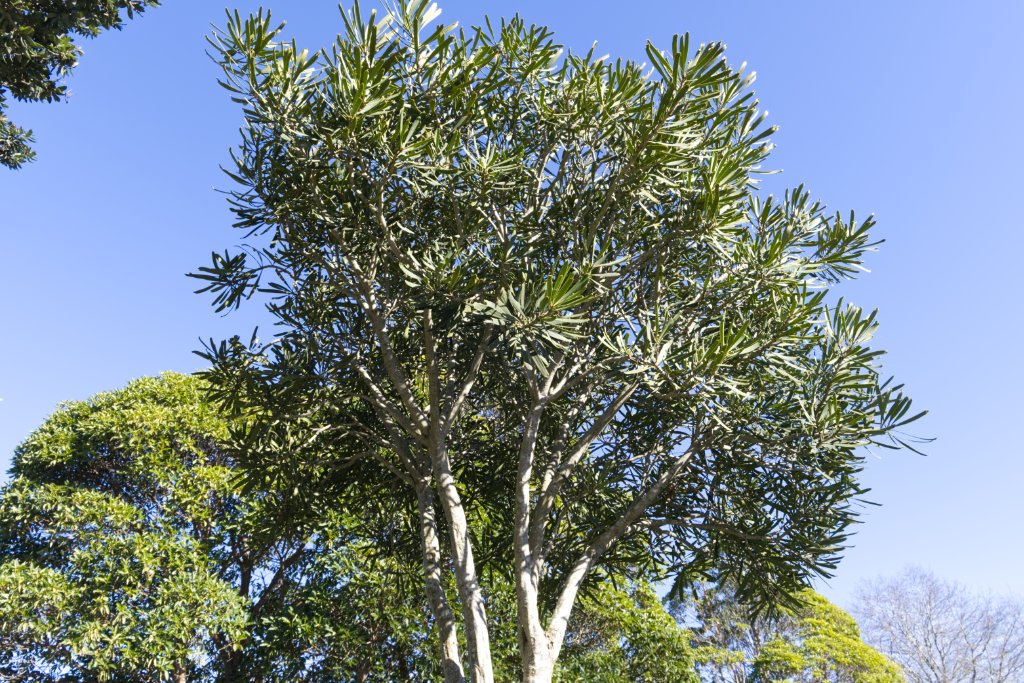 lancewood image