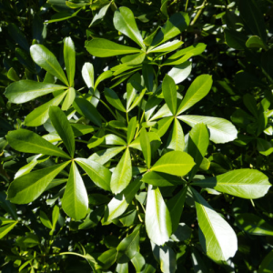 DSCF0145