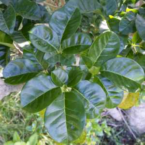 DSCF0261
